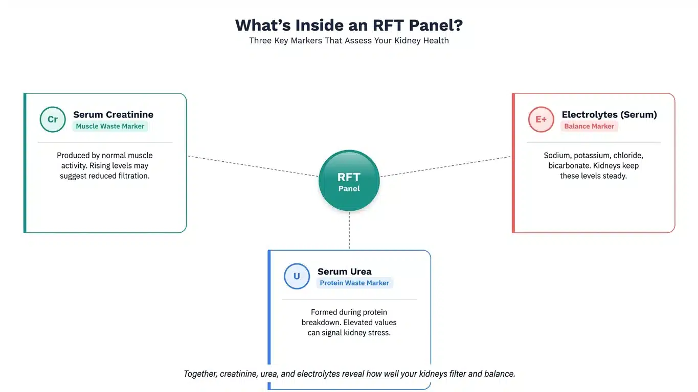 Connected diagram infographic showing the three key components of a renal function test panel.