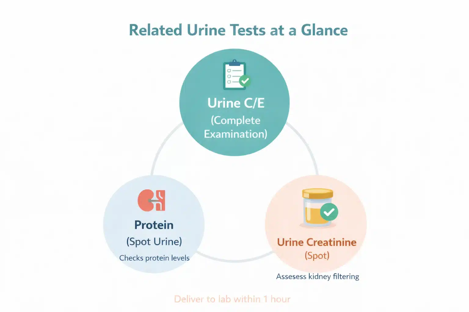 Connected-circle infographic comparing the urine complete examination with Protein Spot Urine and Urine Creatinine Spot tests on a white background.