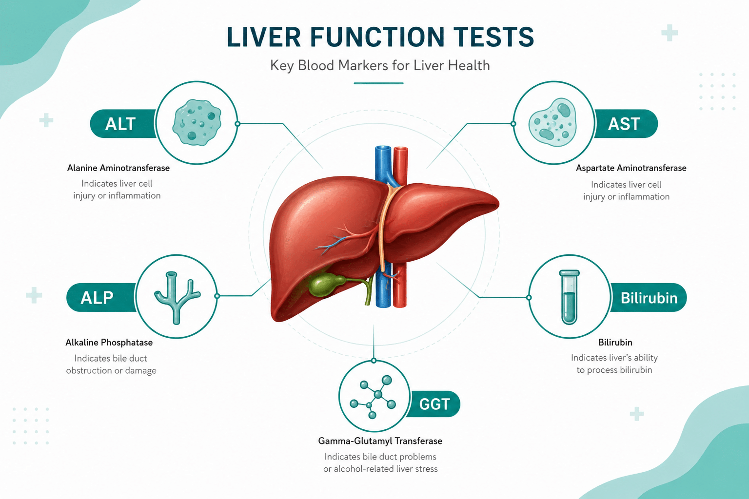Medical dashboard infographic showing the liver with detailed cards for ALT, AST, ALP, bilirubin, and GGT markers
