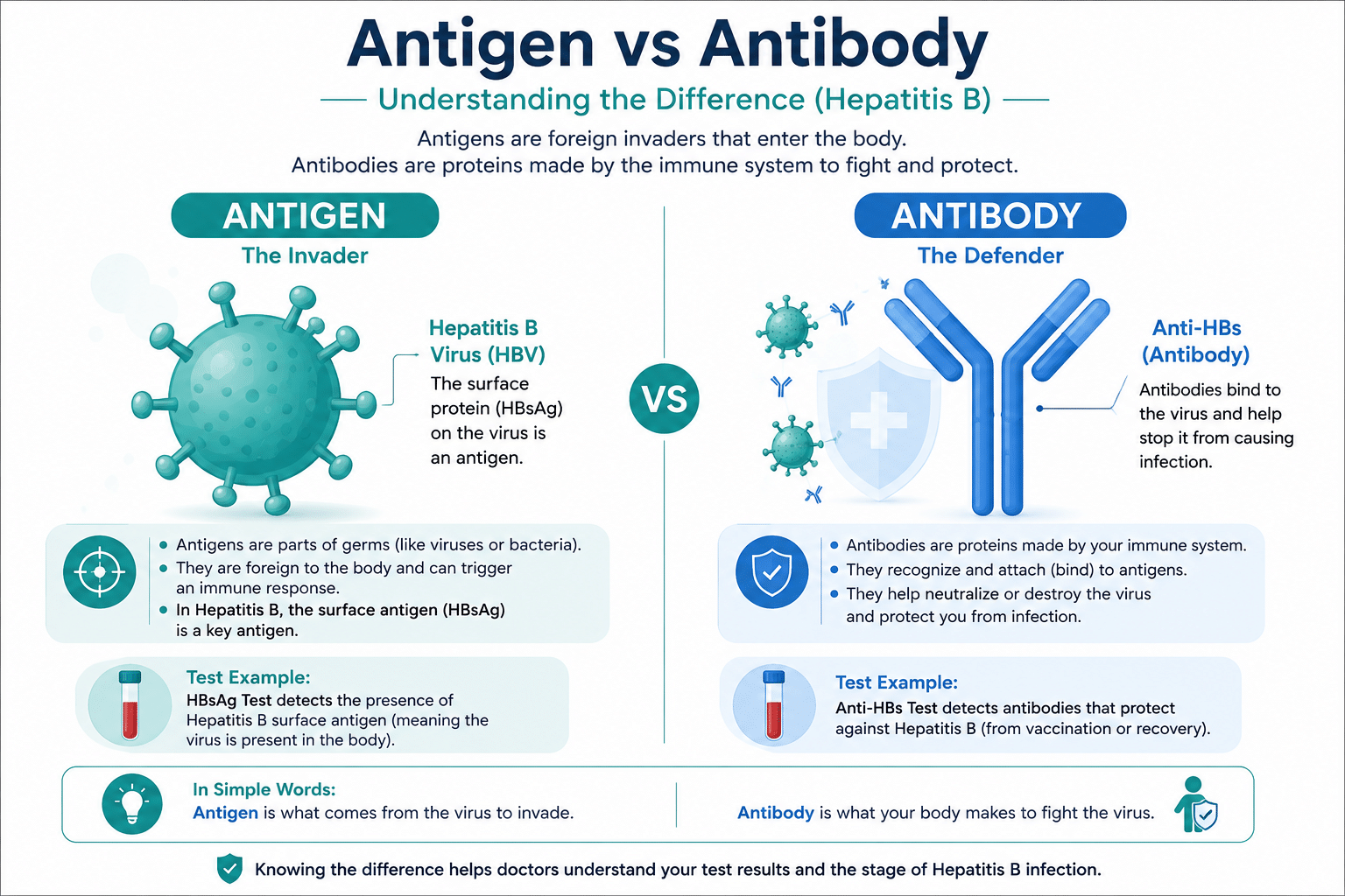 Antigen versus antibody explained simply for hepatitis B screening tests